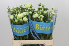 Ranunculus Butterfly Graces 60cm 30gr.