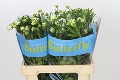 Ranunculus Butterfly Ariadne 60cm 35gr.