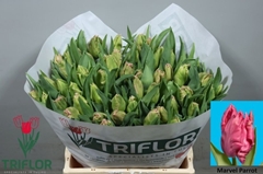 Tulip Parrot Marvel Parrot 40cm 35gr.