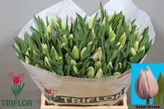 Tulip Single Sweet Breeze 40cm 40gr.