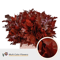 Quercus Palustris Painted Red 60cm