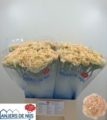 Dianthus Single Lege Marrone 60cm