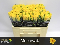 Rosa Moonwalk 50cm