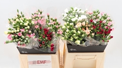 Dianthus Spray Mix 45cm