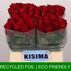 Rosa Madam Red 40cm