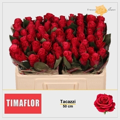 Rosa Tacazzi+ 50cm