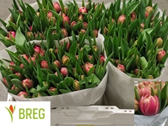 Tulip Double Columbus 35cm 30gr.