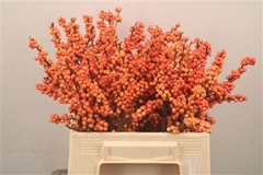 Ilex Verticillata Winter Gold 40cm