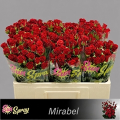 Rosa Spray Mirabel 50cm 4+