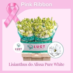 Eustoma Double Alissa Pure White 70cm