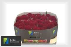 Celosia Reprise Velvet 72cm