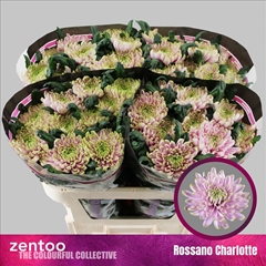 Chrysanth Single Rossano Charlotte 70cm 90gr.