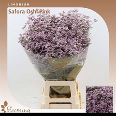 Limonium Safora Oshi Pink 80cm 40gr.