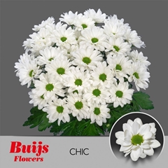 Chrysanth Spray Chic 70cm 75gr.