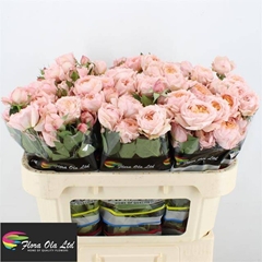 Rosa Spray Julietta 70cm 5+