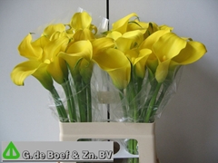 Zantedeschia Captain Solo 60cm