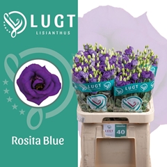 Eustoma Double Rosita Blue 70cm