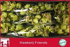 Cymbidium Mrs. Robin Hood 60cm