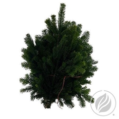 Abies Nordmann 5kg 80cm
