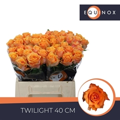 Rosa Twilight@ 40cm