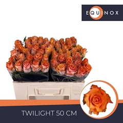 Rosa Twilight@ 50cm