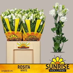 Eustoma Double Rosita White 65cm