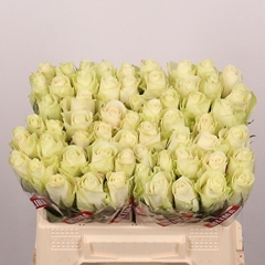 Rosa Athena 35cm