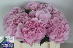 Hydrangea Verena 50cm 19-21cm Hd