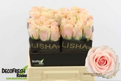Rosa Harmony Peach 40cm