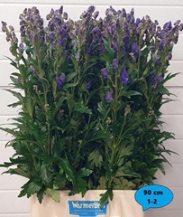 Aconitum Carmichaelii Arendsii 90cm