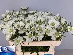 Scabiosa Annabelle 65cm