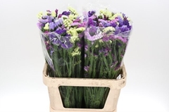 Limonium Sinuatum Mix 65cm 30gr.