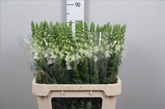 Antirrhinum Potomac Early White 80cm