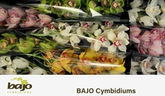Cymbidium Mix 60cm