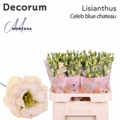 Eustoma Double Blue Chateau 70cm