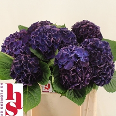 Hydrangea Rodeo Red 50cm 13-15cm Hd