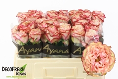 Rosa Country Spirit Candy 50cm