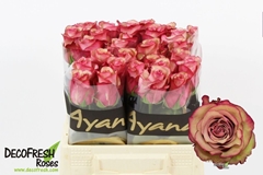 Rosa Vintage 40cm