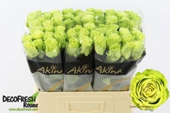 Rosa Green Generation 60cm