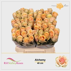 Rosa Alchemy 40cm