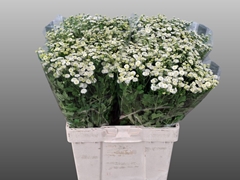 Tanacetum Rio 65cm