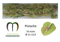 Anthurium Pistache 11cm Hd