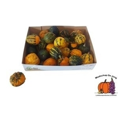 Cucurbita Pepo Warties Mix 8cm