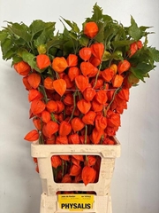 Physalis Alkekengi Lampion Per Stem 80cm