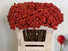 Rosa Red Hooijdonk 2.0 50cm