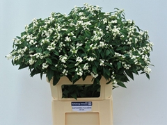 Euphorbia Fulgens Spray Quicksilver 80cm 15cm Hd