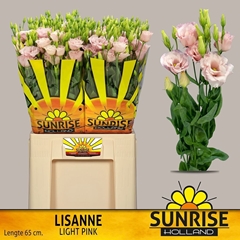 Eustoma Double Lisanne Light Pink 65cm
