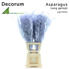 Asparagus Setaceus Painted Light Milka 85cm