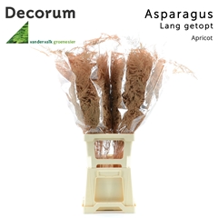 Asparagus Setaceus Painted Apricot 85cm