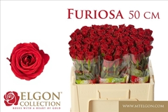 Rosa Furiosa 50cm